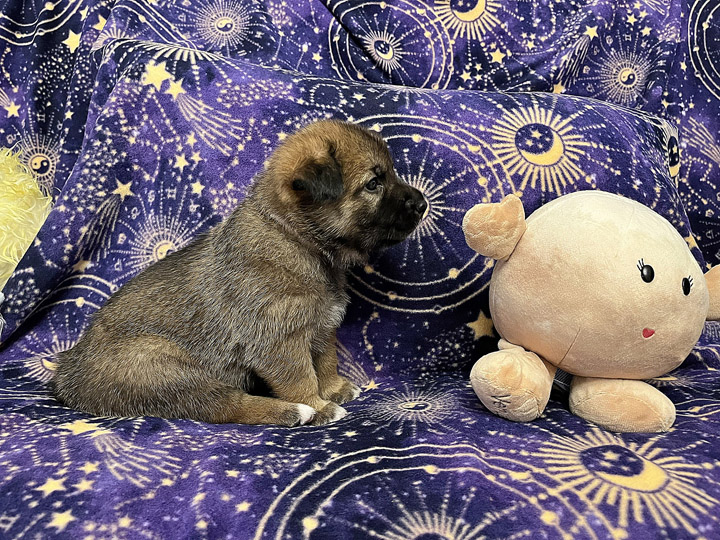chinook puppy